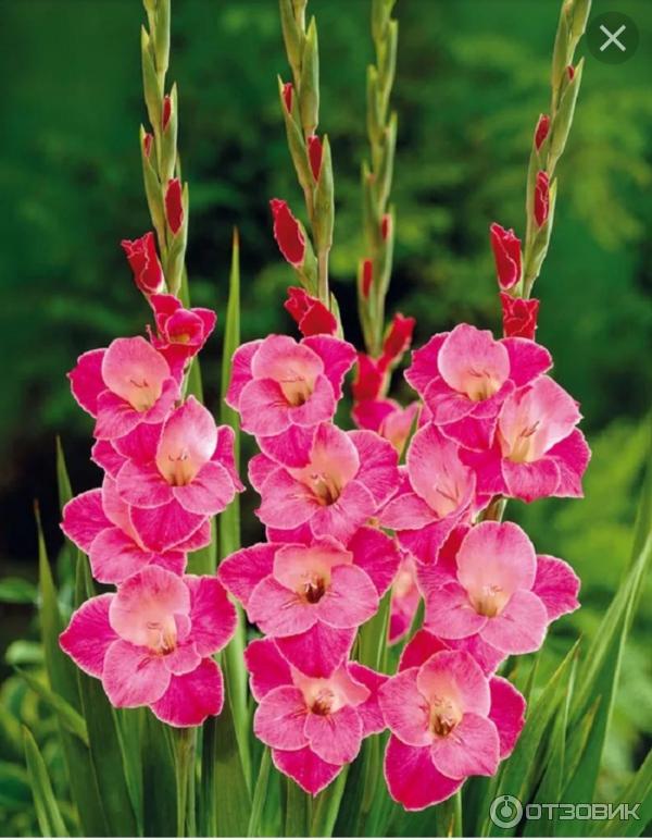 Dolinasad.by - Садовый магазин Долина растений фото