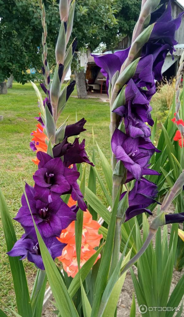 Dolinasad.by - Садовый магазин Долина растений фото