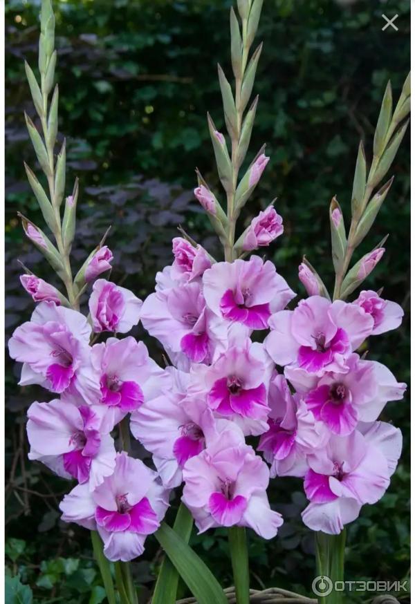 Dolinasad.by - Садовый магазин Долина растений фото