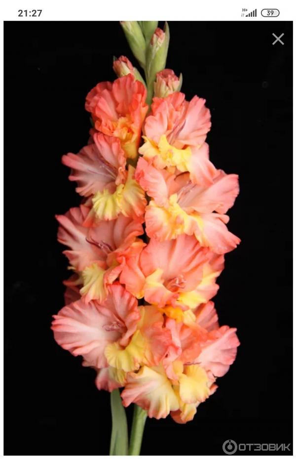 Dolinasad.by - Садовый магазин Долина растений фото