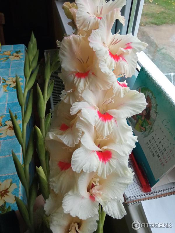 Dolinasad.by - Садовый магазин Долина растений фото