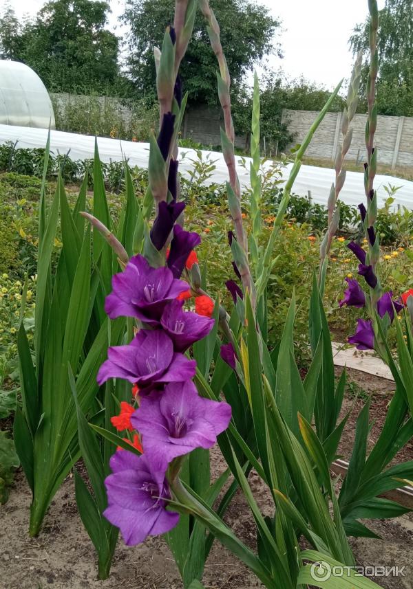 Dolinasad.by - Садовый магазин Долина растений фото