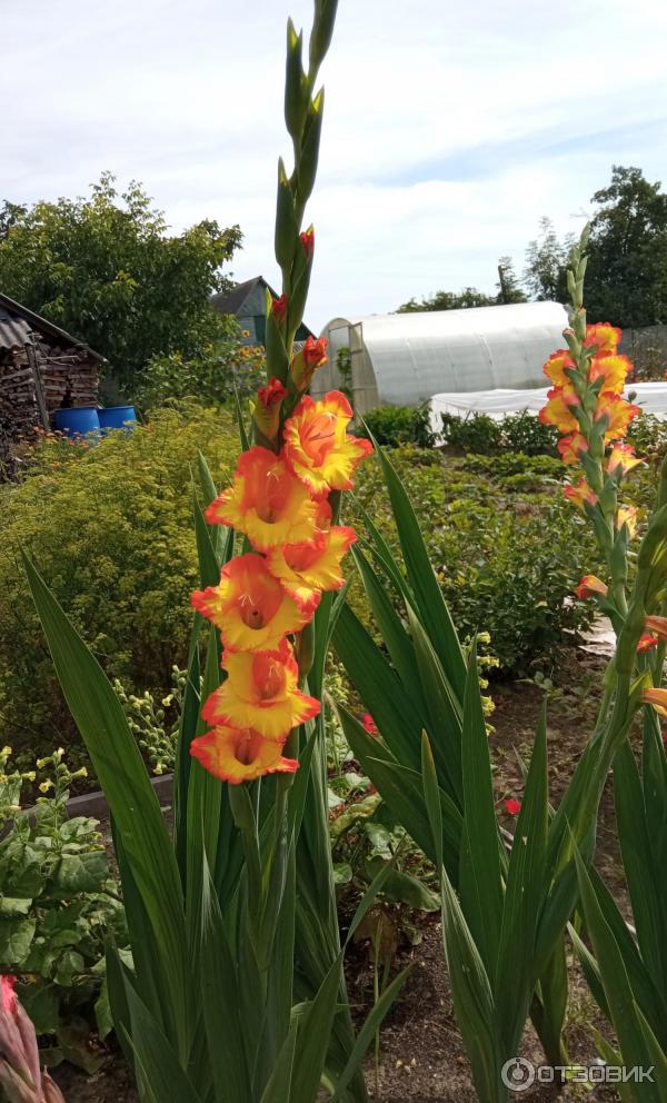 Dolinasad.by - Садовый магазин Долина растений фото