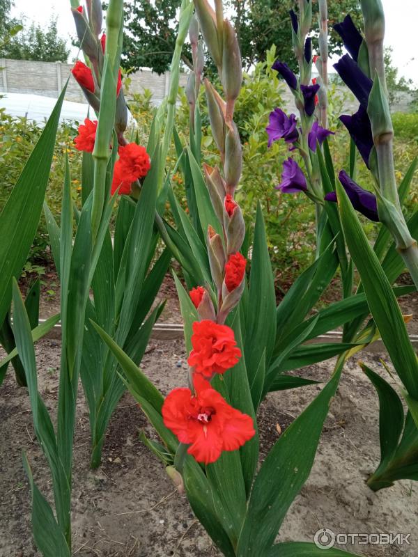 Dolinasad.by - Садовый магазин Долина растений фото