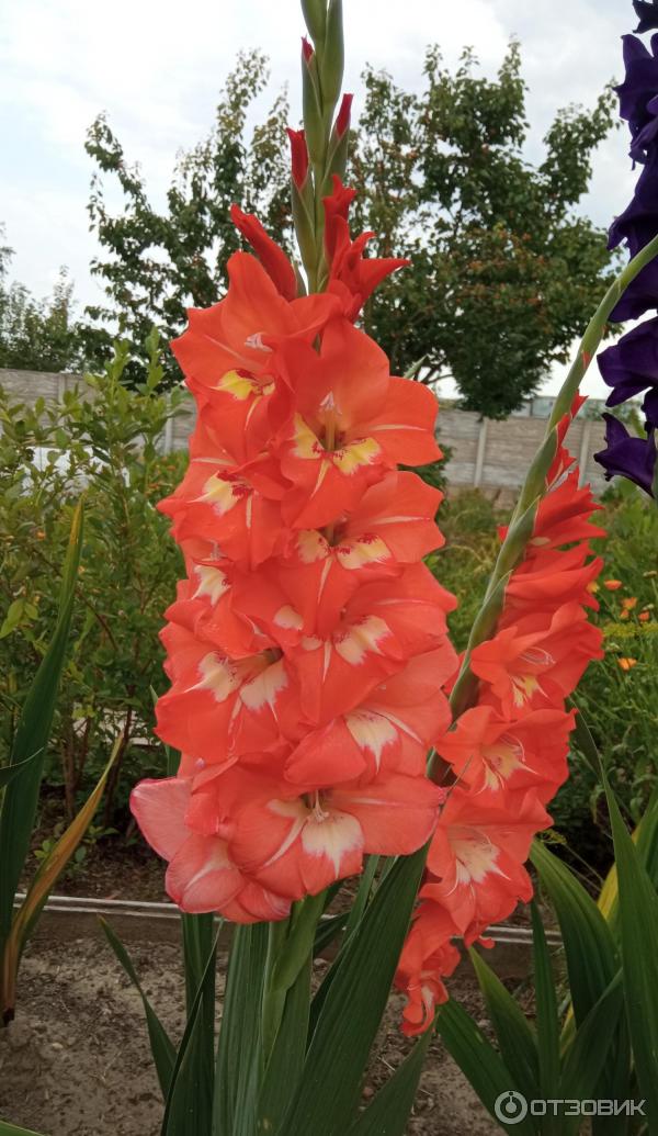 Dolinasad.by - Садовый магазин Долина растений фото