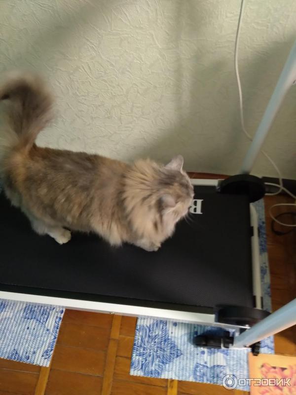 Механическая беговая дорожка Bradex SF 0058 Эклипс фото