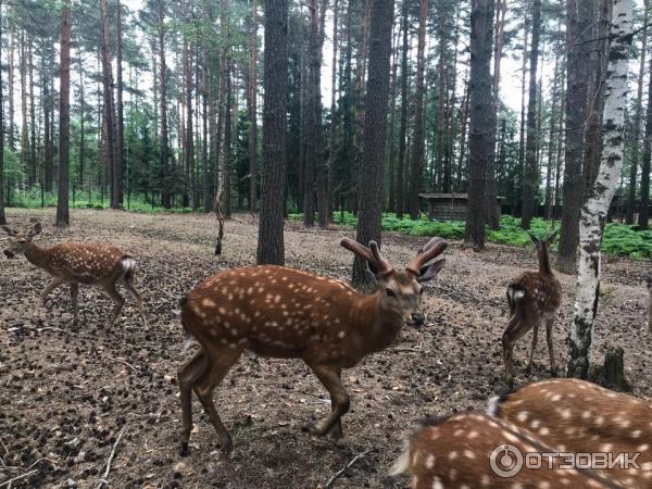 Кемпинг Олений бор в д. Мицеево (Россия, Тверская область) фото