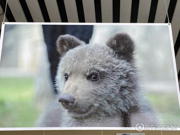 Большой Московский Государственный Цирк на проспекте Вернадского (Россия, Москва) фото