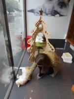 Кафе "Котики и люди" (Россия, Москва) фото