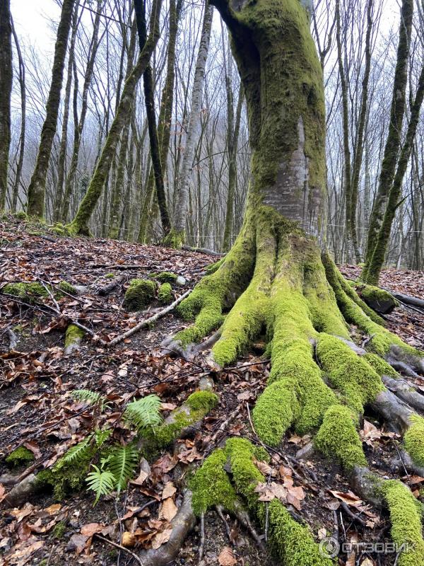 Экскурсия Змейковские водопады (Россия, Сочи) фото