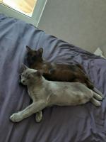 Корм для кошек Superpet фото