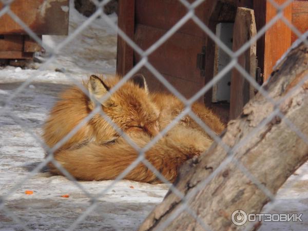 Сахалинский зооботанический парк (Россия, Южно-Сахалинск)