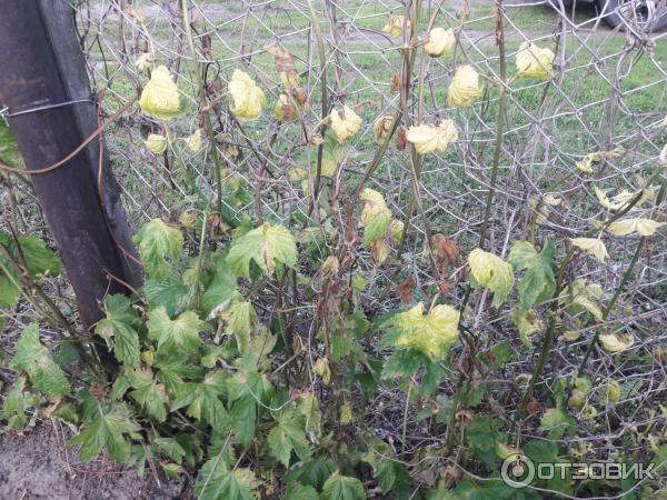 Средство от сорняков Сингента Ураган Форте фото