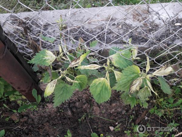 Средство от сорняков Сингента Ураган Форте фото