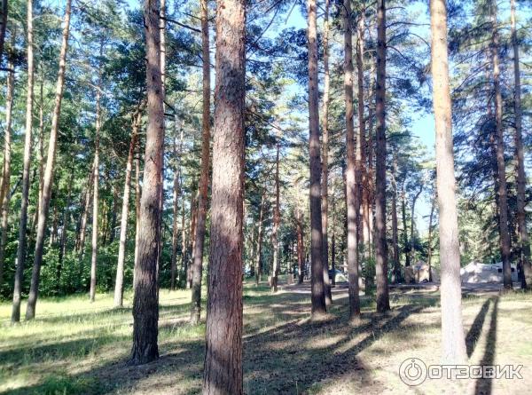 Сосновая гора в Томилинском лесопарке (Россия, Московская область)