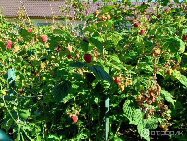 Оптина Пустынь