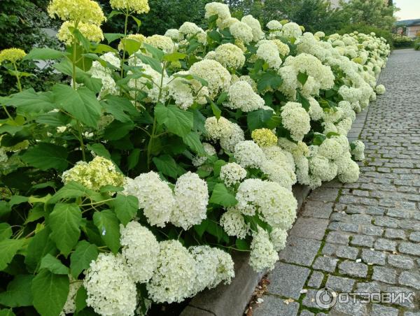 Оптина Пустынь