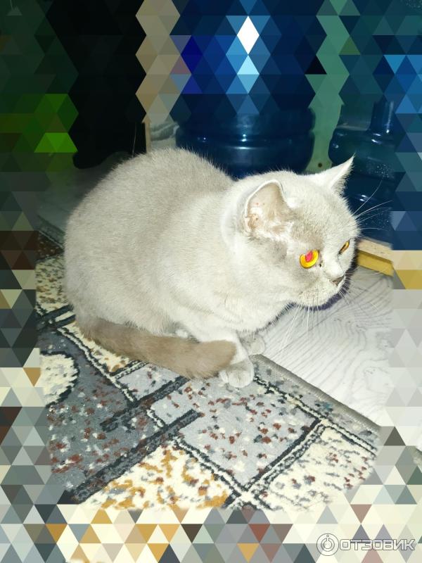 Корм для взрослых кошек Cat&Man фото