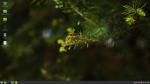 Операционная система Linux Mint фото