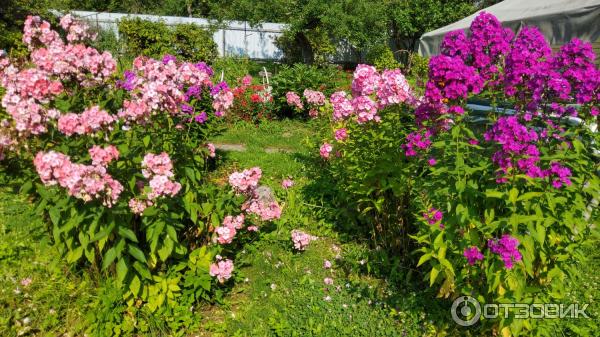 Растение декоративное садовое Флокс метельчатый фото