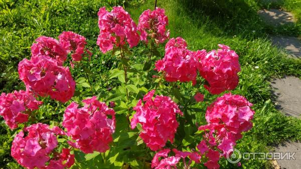 Растение декоративное садовое Флокс метельчатый фото