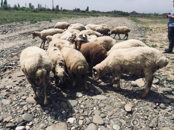 Экскурсия на ракетный Корабль-экраноплан проекта 903 Лунь (Россия, Каспийск) фото