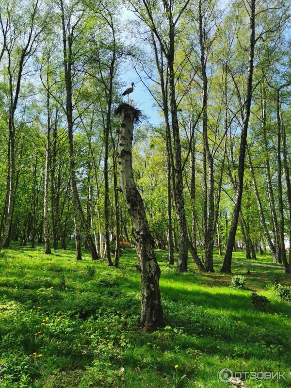 Достопримечательности Светлогорска (Россия, Калининградская область) фото