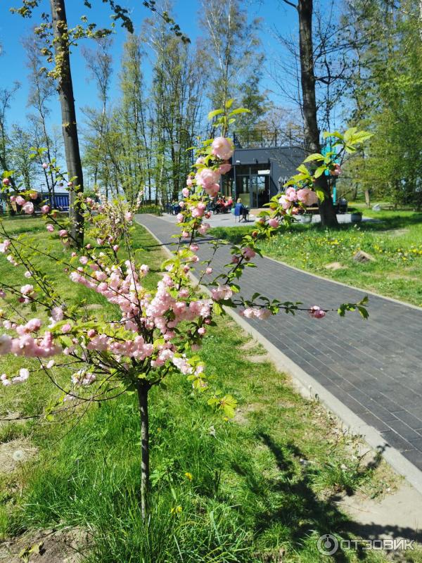 Достопримечательности Светлогорска (Россия, Калининградская область) фото