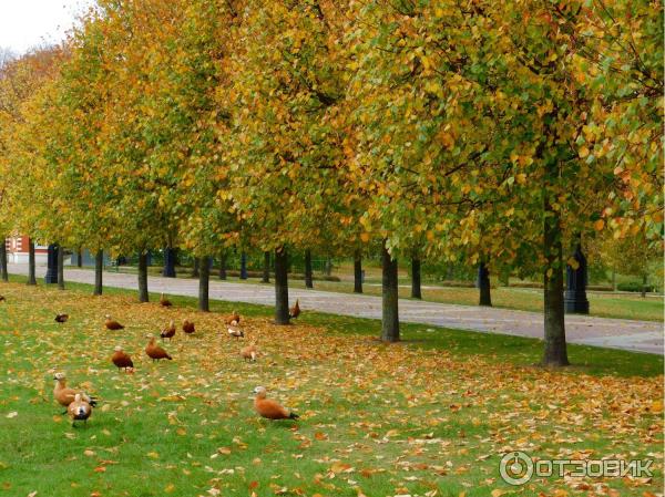 Музей-заповедник Царицыно (Россия, Москва) фото