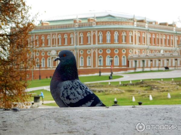 Музей-заповедник Царицыно (Россия, Москва) фото