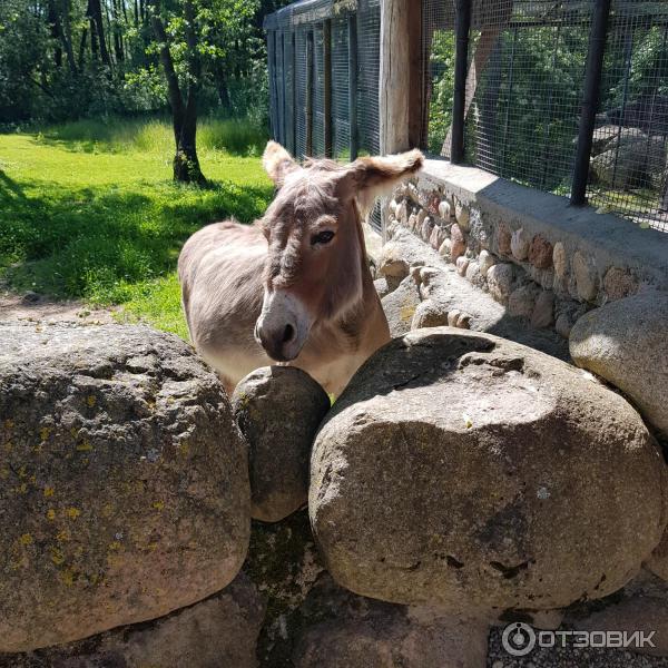 Агротуристический комплекс Коробчицы (Беларусь, Гродненская область) фото