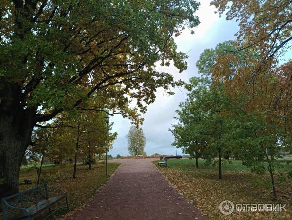 Музей деревянного зодчества Витославлицы (Россия, Новгородская область) фото