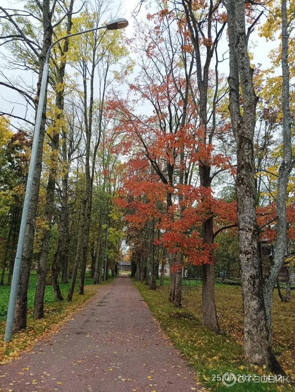 Музей деревянного зодчества Витославлицы (Россия, Новгородская область) фото