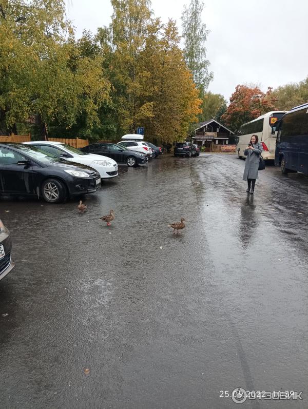 Музей деревянного зодчества Витославлицы (Россия, Новгородская область) фото