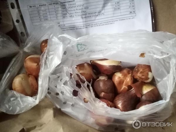 Луковицы тюльпанов