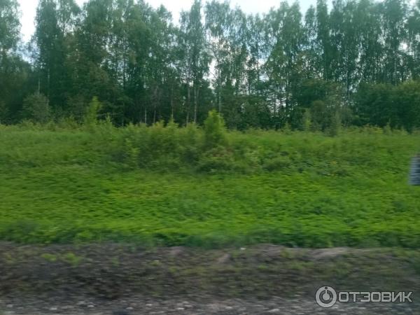 Поезд РЖД 103Я/104Я Ярославль-Москва фото
