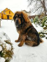 Порода собак "Тибетский мастиф" фото