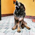 Порода собак "Тибетский мастиф" фото