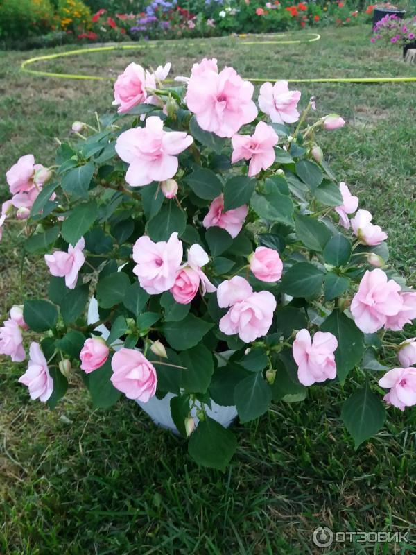 Отзыв о Семена Биотехника Бальзамин ампельный эплблоссом | Бальзамин с ...