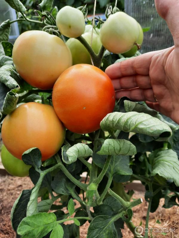 Семена Помидор Званый Вечер Купить