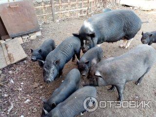 Разведение и выращивание вьетнамских вислобрюхих свиней на мясо как высокорентабельный бизнес