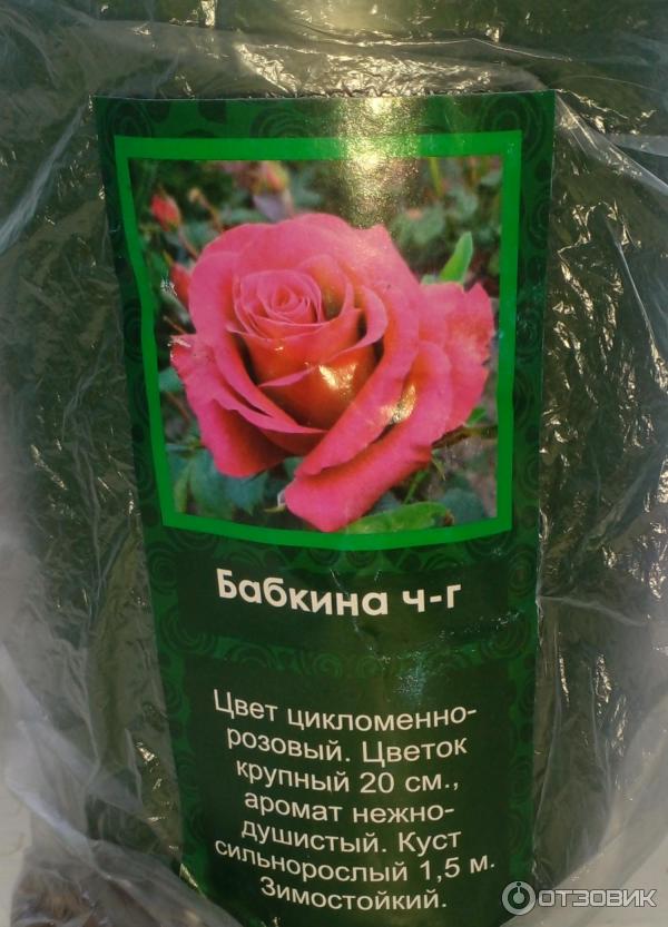 Розы в светофоре 2024. Саженцы роз светофор. Розы в светофоре. Саженцы роз в упаковке.