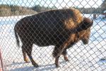 Парк семейного отдыха и экотуризма Зубровник (Россия, Токсово) фото