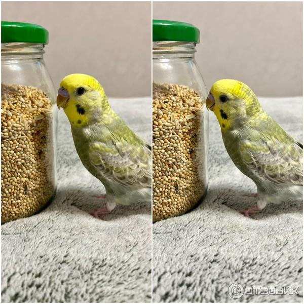 Корм для волнистых попугаев Versele-Laga Budgies Prestige фото