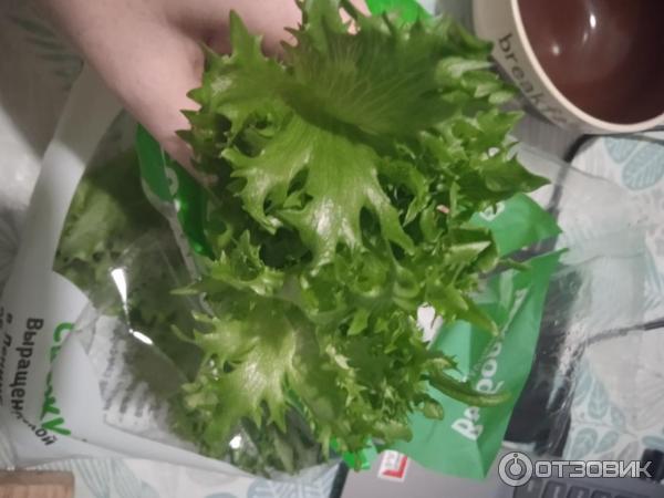 Семена Фриллис Купить В Петрозаводске