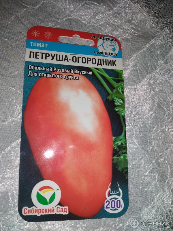 Петрушка огородник томат фото. Томат Петруша огородник. Сорт помидор Петруша огородник. Томат Петруша огородник Сиб сад. Помидоры Петруша огородник описание сорта.