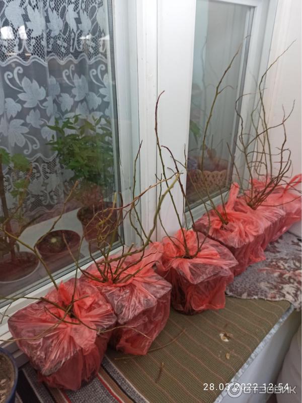 Саженцы голубики.