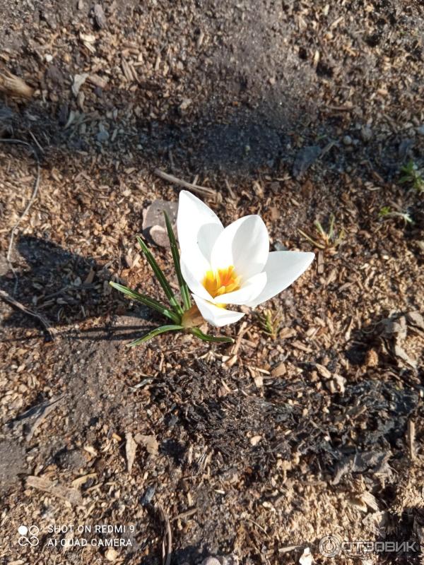 Dolinasad.by - Садовый магазин Долина растений фото