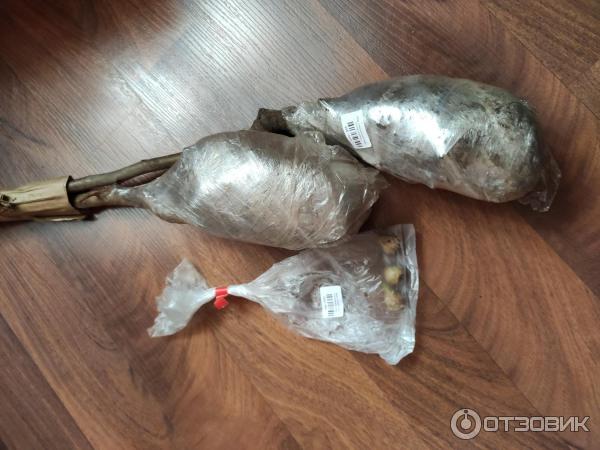 Упаковка корня и подарок