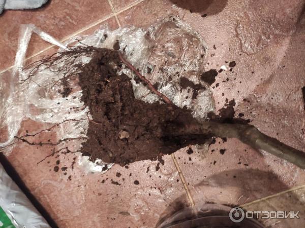 Корневая система саженца